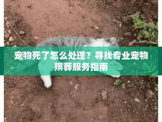 宠物死了怎么处理？寻找专业宠物殡葬服务指南