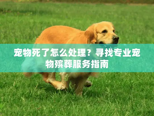 宠物死了怎么处理？寻找专业宠物殡葬服务指南