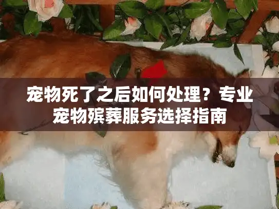 宠物死了之后如何处理？专业宠物殡葬服务选择指南