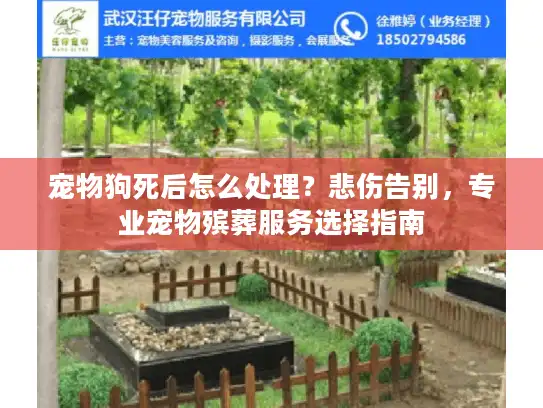 宠物狗死后怎么处理？悲伤告别，专业宠物殡葬服务选择指南