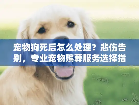 宠物狗死后怎么处理？悲伤告别，专业宠物殡葬服务选择指南