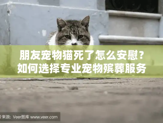 朋友宠物猫死了怎么安慰？如何选择专业宠物殡葬服务？