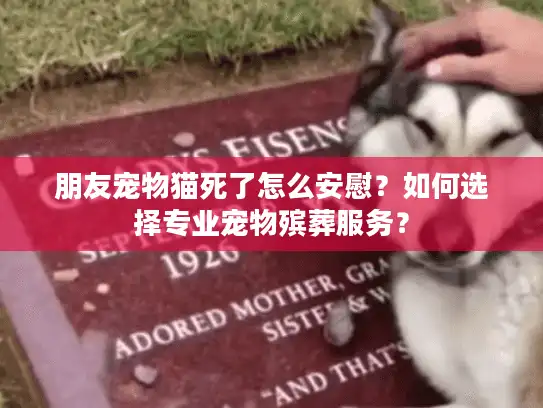 朋友宠物猫死了怎么安慰？如何选择专业宠物殡葬服务？