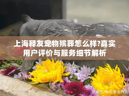 上海释友宠物殡葬怎么样?真实用户评价与服务细节解析