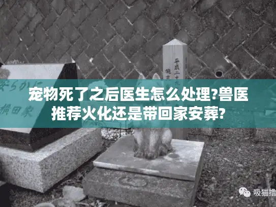 宠物死了之后医生怎么处理?兽医推荐火化还是带回家安葬?