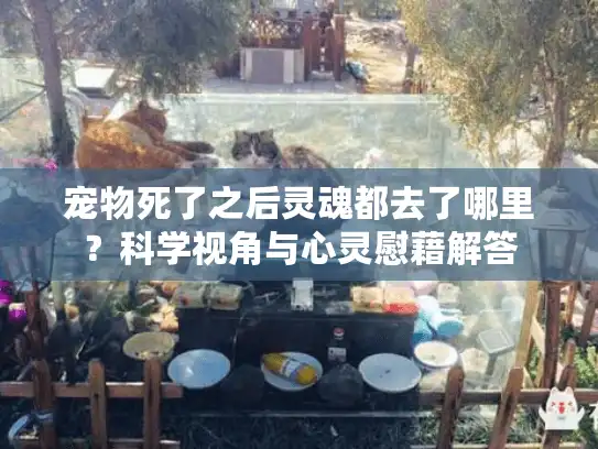 宠物死了之后灵魂都去了哪里？科学视角与心灵慰藉解答