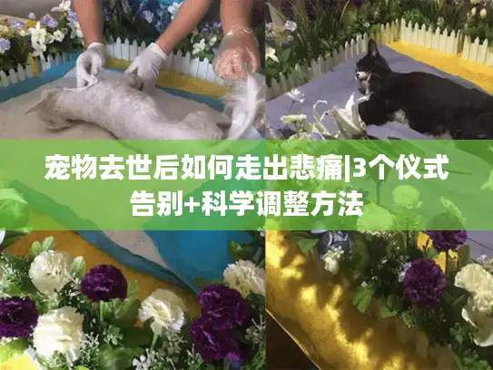 宠物去世后如何走出悲痛|3个仪式告别+科学调整方法