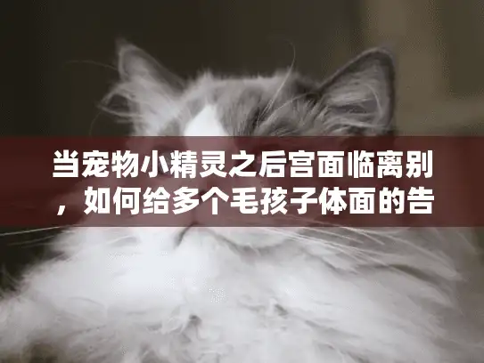 当宠物小精灵之后宫面临离别，如何给多个毛孩子体面的告别？