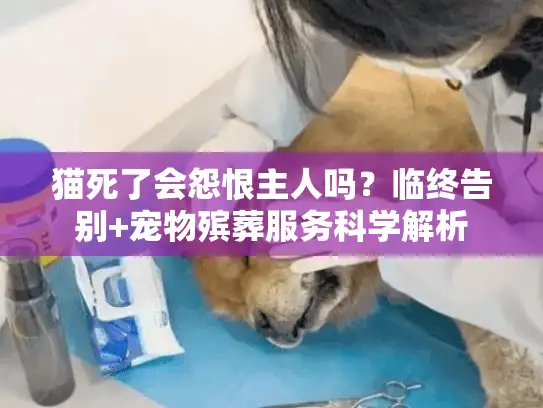 猫死了会怨恨主人吗？临终告别+宠物殡葬服务科学解析