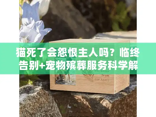 猫死了会怨恨主人吗？临终告别+宠物殡葬服务科学解析