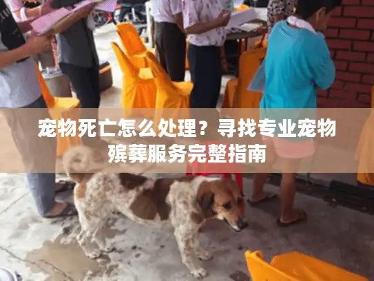 宠物死亡怎么处理？寻找专业宠物殡葬服务完整指南