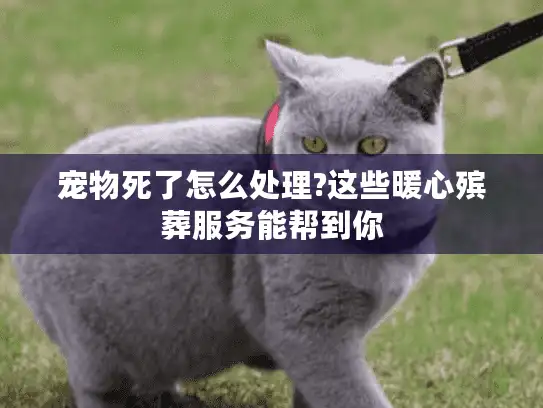 宠物死了怎么处理?这些暖心殡葬服务能帮到你