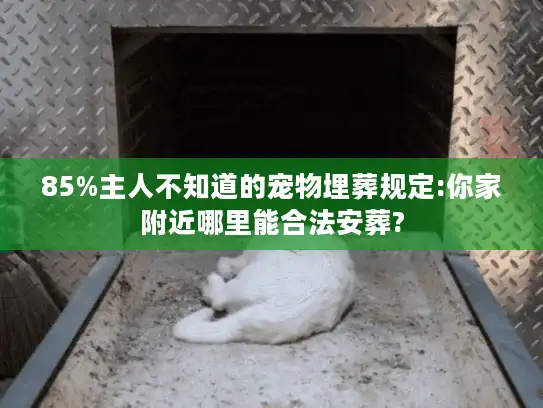 85%主人不知道的宠物埋葬规定:你家附近哪里能合法安葬?