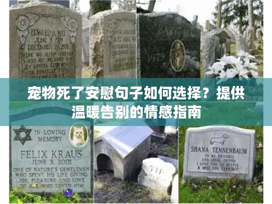 宠物死了安慰句子如何选择？提供温暖告别的情感指南