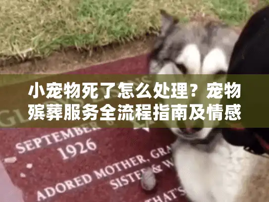 小宠物死了怎么处理？宠物殡葬服务全流程指南及情感疗愈方案