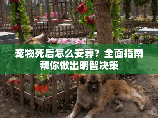 宠物死后怎么安葬？全面指南帮你做出明智决策