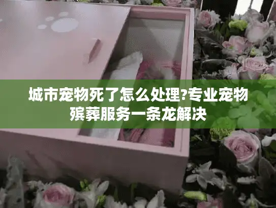 城市宠物死了怎么处理?专业宠物殡葬服务一条龙解决