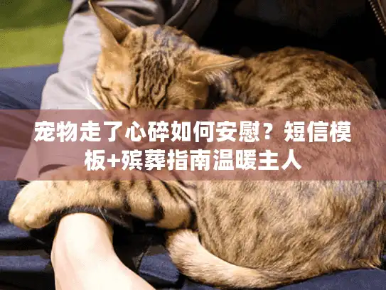 宠物走了心碎如何安慰？短信模板+殡葬指南温暖主人