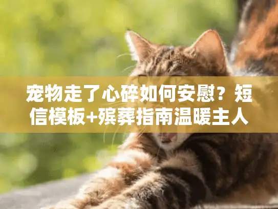 宠物走了心碎如何安慰？短信模板+殡葬指南温暖主人