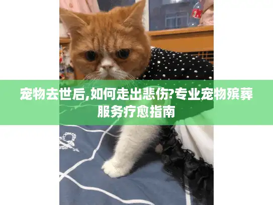 宠物去世后,如何走出悲伤?专业宠物殡葬服务疗愈指南