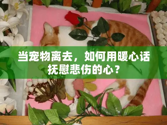 当宠物离去，如何用暖心话抚慰悲伤的心？