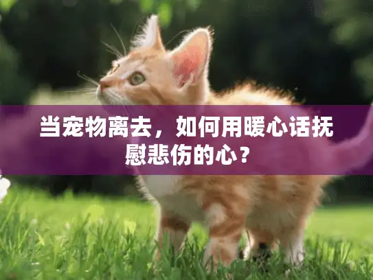 当宠物离去，如何用暖心话抚慰悲伤的心？