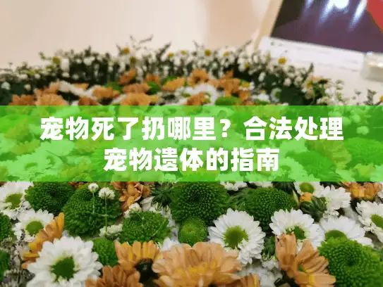 宠物死了扔哪里？合法处理宠物遗体的指南