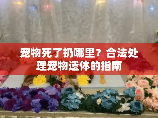 宠物死了扔哪里？合法处理宠物遗体的指南