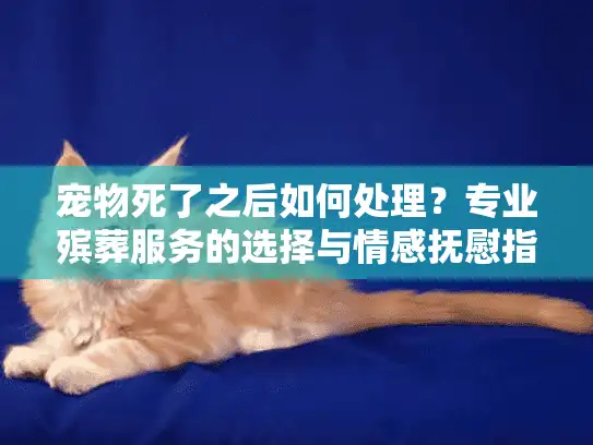 宠物死了之后如何处理？专业殡葬服务的选择与情感抚慰指南
