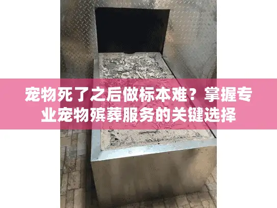 宠物死了之后做标本难？掌握专业宠物殡葬服务的关键选择