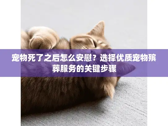 宠物死了之后怎么安慰？选择优质宠物殡葬服务的关键步骤
