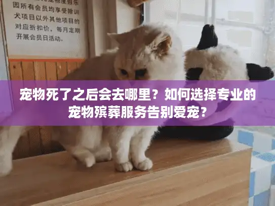 宠物死了之后会去哪里？如何选择专业的宠物殡葬服务告别爱宠？