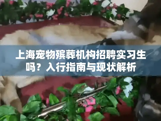 上海宠物殡葬机构招聘实习生吗？入行指南与现状解析