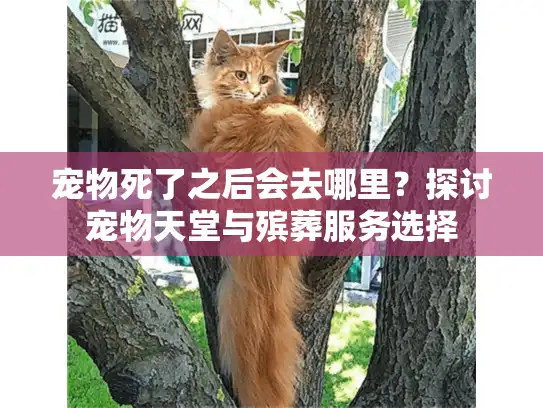 宠物死了之后会去哪里？探讨宠物天堂与殡葬服务选择