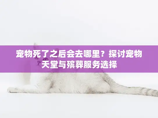 宠物死了之后会去哪里？探讨宠物天堂与殡葬服务选择