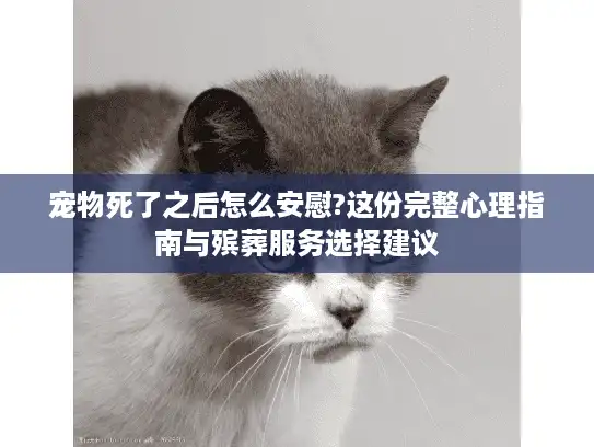 宠物死了之后怎么安慰?这份完整心理指南与殡葬服务选择建议