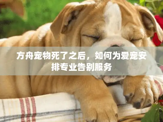 方舟宠物死了之后，如何为爱宠安排专业告别服务