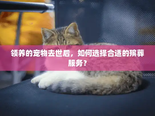 领养的宠物去世后，如何选择合适的殡葬服务？
