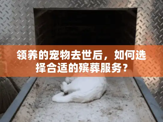 领养的宠物去世后，如何选择合适的殡葬服务？