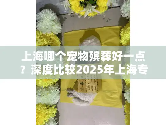 上海哪个宠物殡葬好一点？深度比较2025年上海专业服务