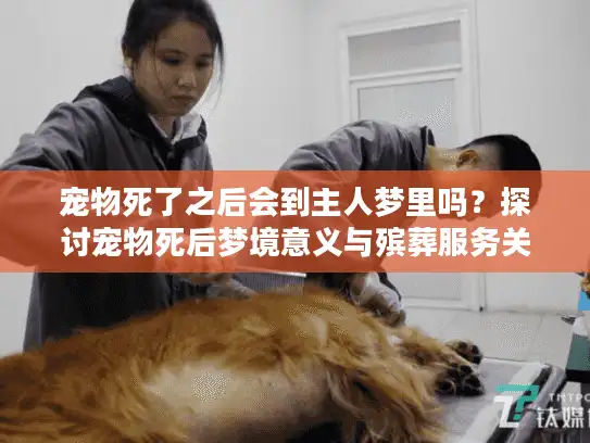 宠物死了之后会到主人梦里吗？探讨宠物死后梦境意义与殡葬服务关怀
