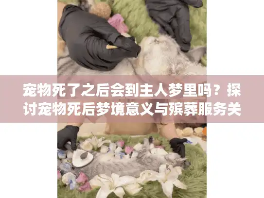 宠物死了之后会到主人梦里吗？探讨宠物死后梦境意义与殡葬服务关怀