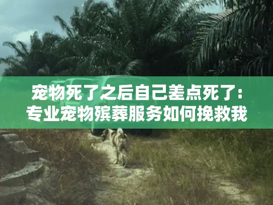 宠物死了之后自己差点死了:专业宠物殡葬服务如何挽救我的生命