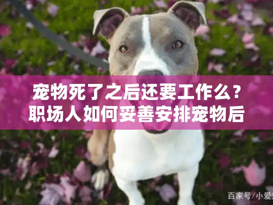 宠物死了之后还要工作么？职场人如何妥善安排宠物后事与工作