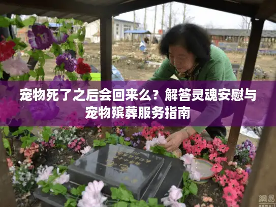 宠物死了之后会回来么？解答灵魂安慰与宠物殡葬服务指南