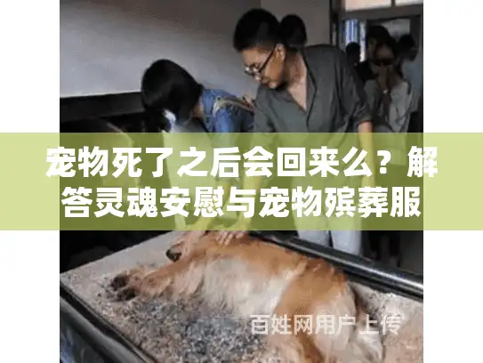宠物死了之后会回来么？解答灵魂安慰与宠物殡葬服务指南