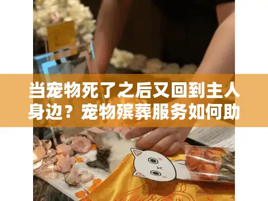 当宠物死了之后又回到主人身边？宠物殡葬服务如何助您实现情感回归