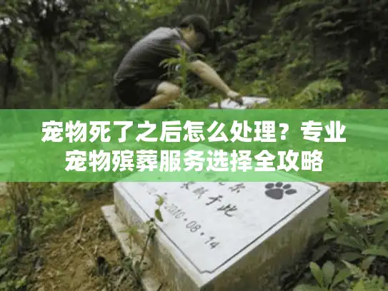 宠物死了之后怎么处理？专业宠物殡葬服务选择全攻略