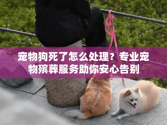 宠物狗死了怎么处理？专业宠物殡葬服务助你安心告别