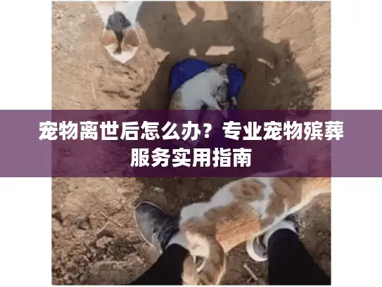 宠物离世后怎么办？专业宠物殡葬服务实用指南